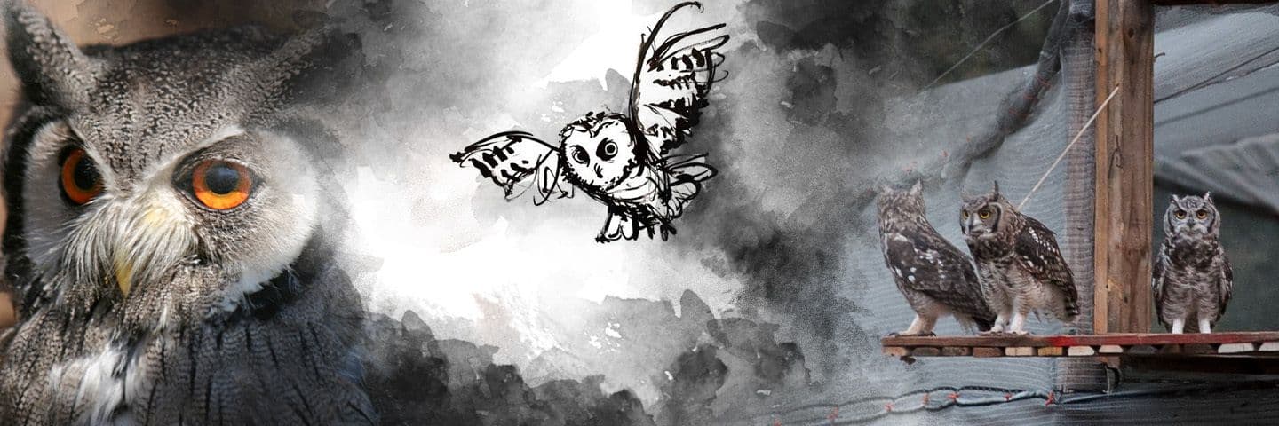 Owl Rescue Centre 
